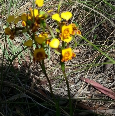 Diuris pardina (Leopard Doubletail) at Mount Majura - 8 Nov 2014 by MAX