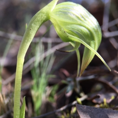 Pterostylis nutans (Nodding Greenhood) at Belconnen, ACT - 5 Sep 2015 by JasonC