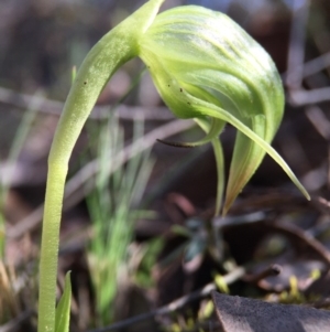 Pterostylis nutans at Belconnen, ACT - 5 Sep 2015