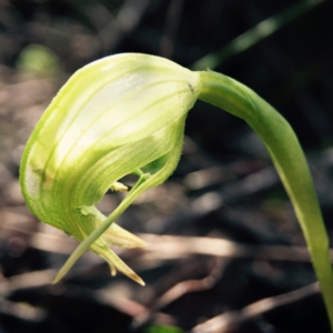 Pterostylis nutans at Belconnen, ACT - suppressed