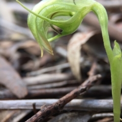 Pterostylis nutans at Belconnen, ACT - 5 Sep 2015