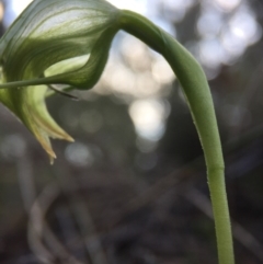 Pterostylis nutans at Belconnen, ACT - suppressed