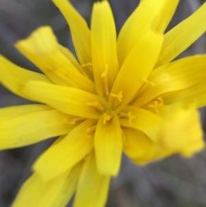 Microseris walteri at Belconnen, ACT - 5 Sep 2015 01:37 PM