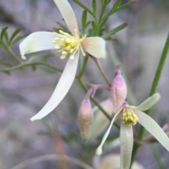 Clematis leptophylla (Small-leaf Clematis, Old Man's Beard) at Belconnen, ACT - 5 Sep 2015 by JasonC