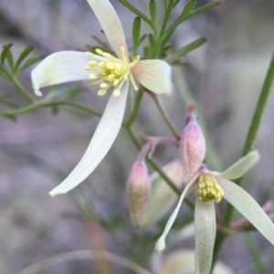 Clematis leptophylla at Belconnen, ACT - 5 Sep 2015 01:38 PM