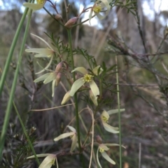 Clematis leptophylla at Belconnen, ACT - 5 Sep 2015 01:38 PM