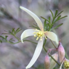Clematis leptophylla at Belconnen, ACT - 5 Sep 2015