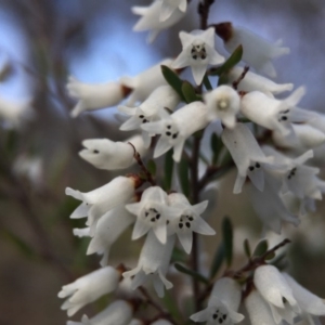 Cryptandra amara at Belconnen, ACT - 5 Sep 2015