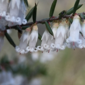 Styphelia fletcheri subsp. brevisepala at Belconnen, ACT - 5 Sep 2015 01:45 PM