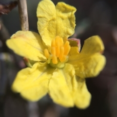 Hibbertia calycina (Lesser Guinea-flower) at Dunlop, ACT - 5 Sep 2015 by JasonC