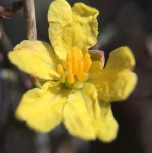 Hibbertia calycina at Dunlop, ACT - 5 Sep 2015 01:49 PM