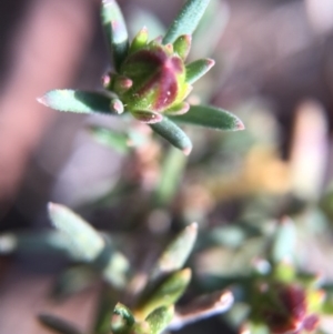 Hibbertia calycina at Dunlop, ACT - 5 Sep 2015 01:49 PM