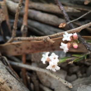 Leucopogon virgatus at Belconnen, ACT - 5 Sep 2015