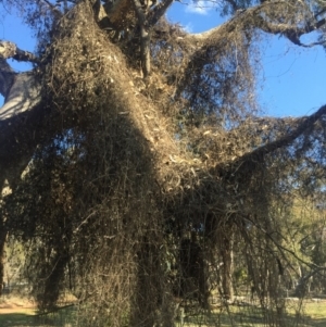 Clematis leptophylla at Majura, ACT - 5 Sep 2015 03:11 PM