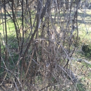 Clematis leptophylla at Majura, ACT - 5 Sep 2015 03:11 PM