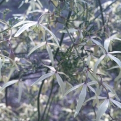 Clematis leptophylla (Small-leaf Clematis, Old Man's Beard) at Mount Majura - 5 Sep 2015 by AaronClausen