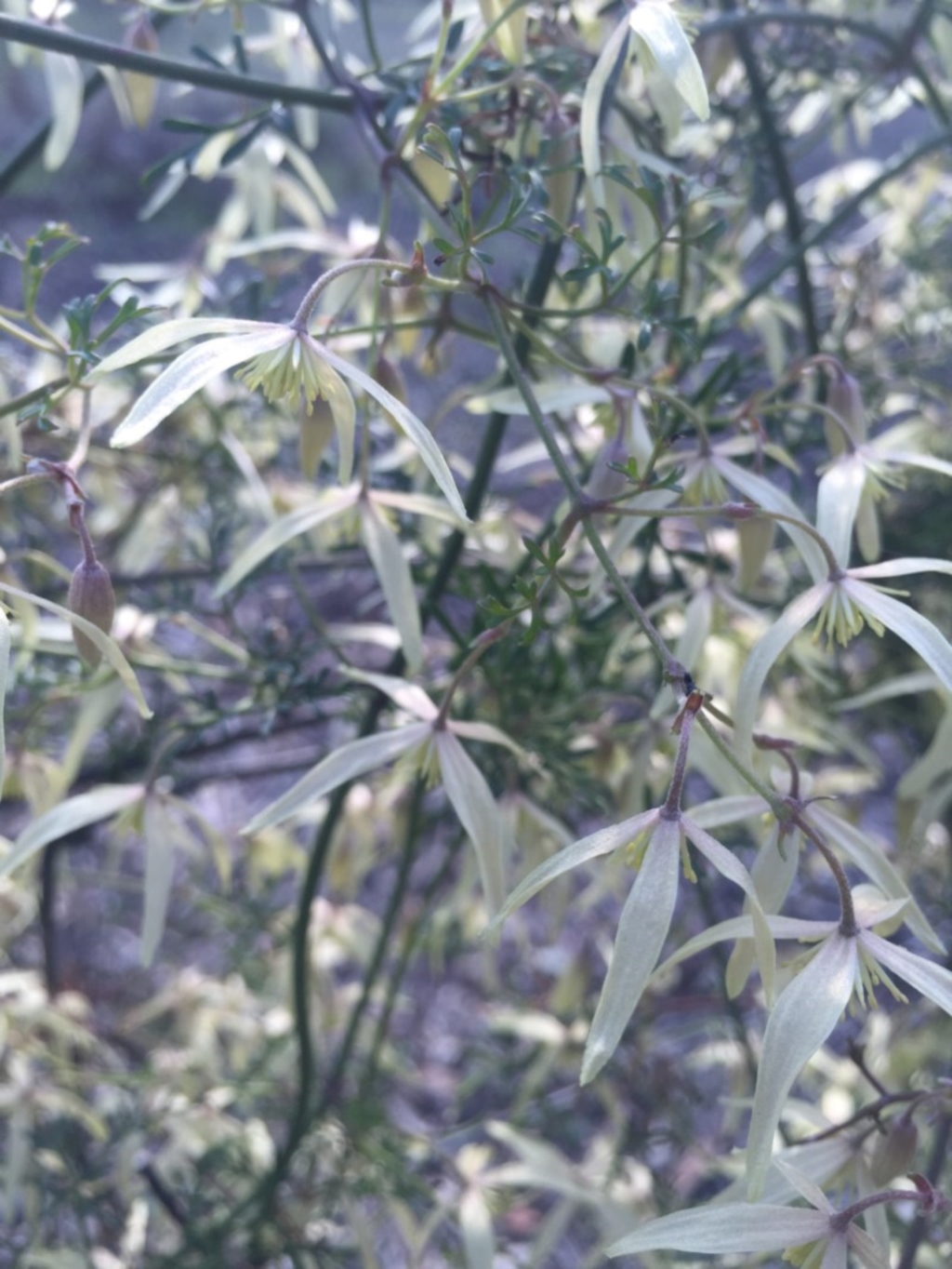 Clematis leptophylla at Majura, ACT - 5 Sep 2015