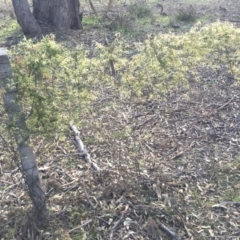 Clematis leptophylla at Majura, ACT - 5 Sep 2015