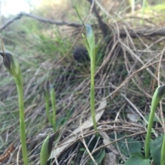 Pterostylis pedunculata (Maroonhood) at Hackett, ACT - 5 Sep 2015 by AaronClausen