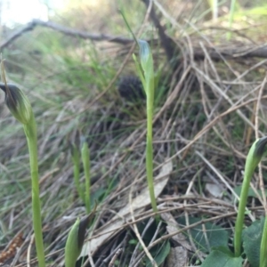 Pterostylis pedunculata at Hackett, ACT - 5 Sep 2015