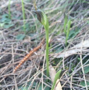 Pterostylis pedunculata at Hackett, ACT - 5 Sep 2015