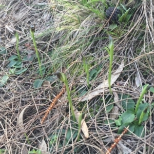 Pterostylis pedunculata at Hackett, ACT - 5 Sep 2015