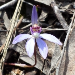 Cyanicula caerulea (Blue Fingers, Blue Fairies) at Canberra Central, ACT - 4 Sep 2015 by MattM