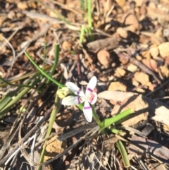 Wurmbea dioica subsp. dioica (Early Nancy) at Hackett, ACT - 5 Sep 2015 by AaronClausen