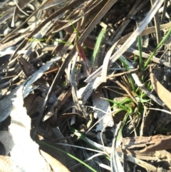 Caladenia actensis (Canberra Spider Orchid) at Mount Majura - 5 Sep 2015 by AaronClausen