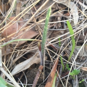 Caladenia actensis at suppressed - suppressed