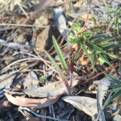 Caladenia actensis at suppressed - suppressed