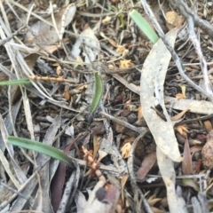 Caladenia actensis at suppressed - suppressed