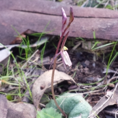 Cyrtostylis reniformis (Common Gnat Orchid) at Black Mountain - 4 Sep 2015 by MattM