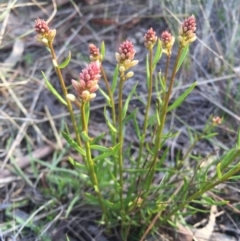 Stackhousia monogyna (Creamy Candles) at Mount Majura - 5 Sep 2015 by AaronClausen