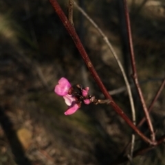 Indigofera adesmiifolia (Tick Indigo) at Mount Majura - 5 Sep 2015 by AaronClausen