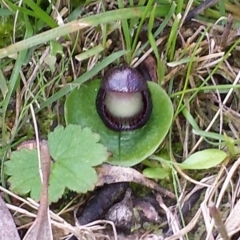 Corysanthes incurva (Slaty Helmet Orchid) at Canberra Central, ACT - 4 Sep 2015 by MattM