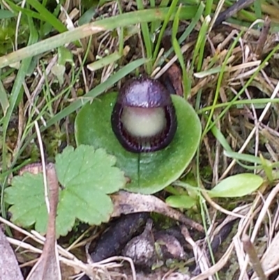 Corysanthes incurva (Slaty Helmet Orchid) by MattM