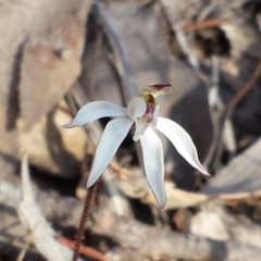 Caladenia fuscata (Dusky Fingers) at Canberra Central, ACT - 4 Sep 2015 by MattM