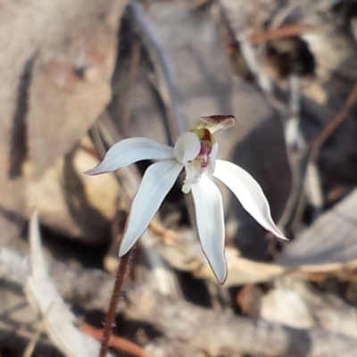 Caladenia fuscata (Dusky Fingers) at Canberra Central, ACT - 4 Sep 2015 by MattM