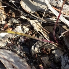 Caladenia fuscata at Canberra Central, ACT - 5 Sep 2015