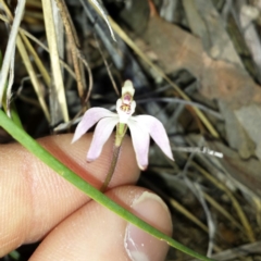 Caladenia fuscata at Canberra Central, ACT - 5 Sep 2015