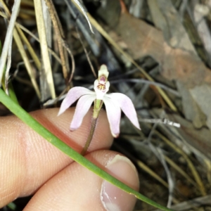 Caladenia fuscata at Canberra Central, ACT - 5 Sep 2015