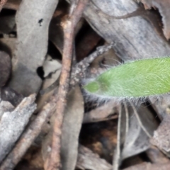 Caladenia atrovespa (Green-comb Spider Orchid) at Black Mountain - 4 Sep 2015 by MattM