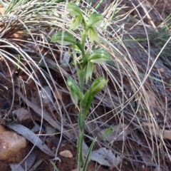 Bunochilus umbrinus (Broad-sepaled Leafy Greenhood) at Acton, ACT - 4 Sep 2015 by MattM
