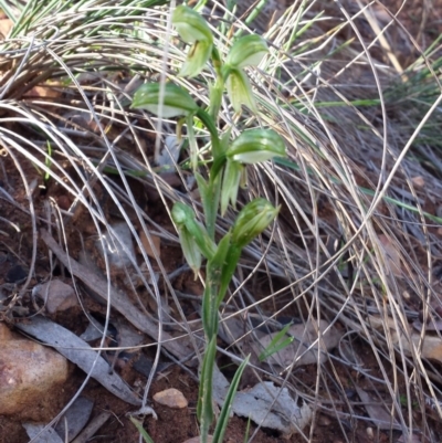 Bunochilus umbrinus (Broad-sepaled Leafy Greenhood) at Black Mountain - 4 Sep 2015 by MattM