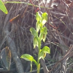 Bunochilus umbrinus (Broad-sepaled Leafy Greenhood) at Black Mountain - 4 Sep 2015 by MattM