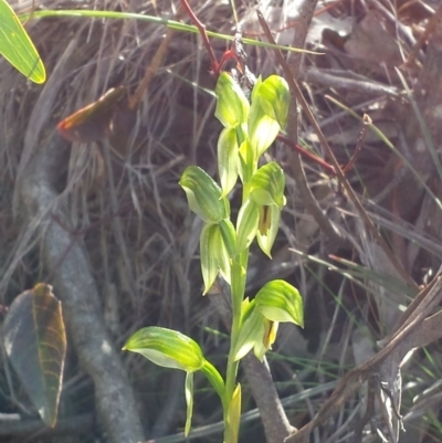 Bunochilus umbrinus (Broad-sepaled Leafy Greenhood) at Acton, ACT - 4 Sep 2015 by MattM