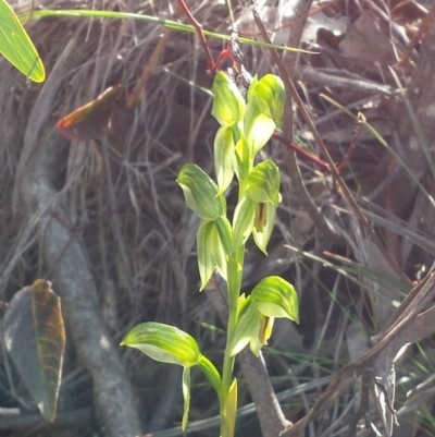 Bunochilus umbrinus (ACT) = Pterostylis umbrina (NSW) (Broad-sepaled Leafy Greenhood) at Point 5822 by MattM