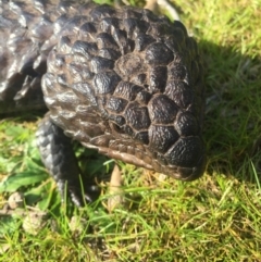 Tiliqua rugosa (Shingleback Lizard) at Mount Majura - 5 Sep 2015 by AaronClausen