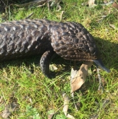 Tiliqua rugosa at Hackett, ACT - 5 Sep 2015 03:21 PM